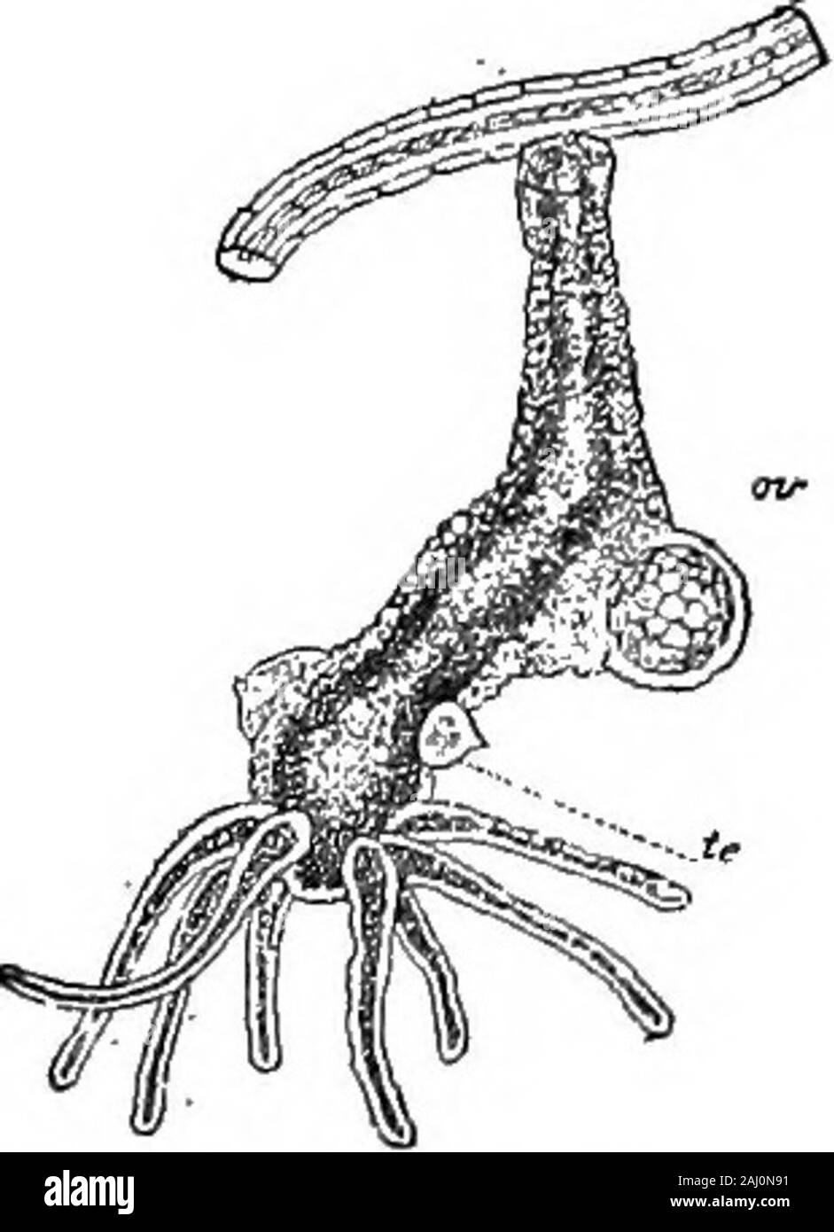 Contorni di zoologia . e corpo è di solito fissato mediante il suo baseto alcune piante acquatiche, spesso sullato inferiore alla superficie di un lenticchie d'acqua. Misurare Itmay -- pollice in lunghezza, butit è sottile come un ago e contratti ^P 6f--Hydra hanginto una manopola mmute. L'animale oscilla il suo corpo andtentacles nell'acqua, e può alsoloosen la sua base, sollevatore stesso dai suoi tentacoli, stand onits testa o creep da loop movimenti. In basealla alcuni osservatori, i suoi movimenti sono aiutati da finepointed pseudopodi sporgente dalla ectoderm cellsof i tentacoli e la base, e da fili espulso fromlarge cilindrica cel urticante Foto Stock