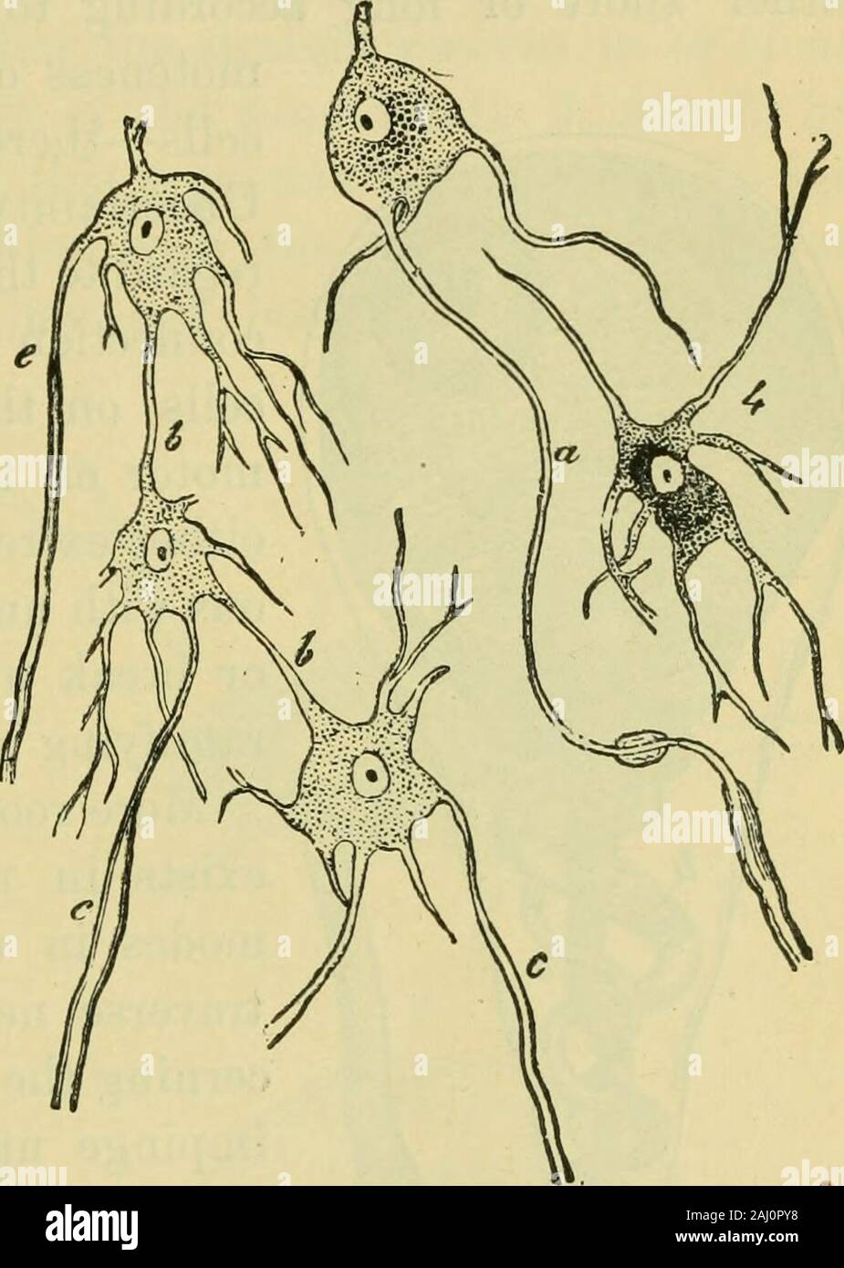 Il cervello come un organo della mente . esistono nection-ing tra cellule theseveral gruppi ofsensory edelle gruppi motore,insieme con thekinds di communica tion betweenthese esistenti due ordini ofnerve unità. 4. Tra le cellule thecontiguous di amotor e perhapsalso di sensorygroup, unione isbrought circa insome casi mediante p 1 4- • 1 ^^^ 14.-motore di cellule nervose collegate da inter- OI un SnOrtj semplici processi cellulari (6, b), e dando origine a costi- intCiCCllulctr lirOCeSS ^^ fibre (c, c, c e a). 4. Cella multipolare contengono- Un ing molto pigmento intorno al nucleo. Vista schematica. Come possiamo vedere offrono Foto Stock