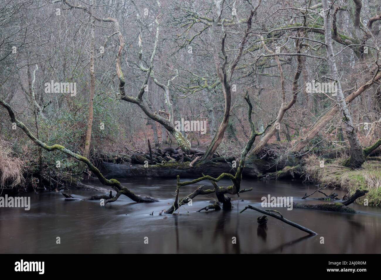 Profondo nel nuovo bosco foresta Il Lymington fiume è bloccato dalla caduta di alberi. Germogli di legno fino al di fuori dell'acqua per dare un 3D aspetto per questa immagine Foto Stock