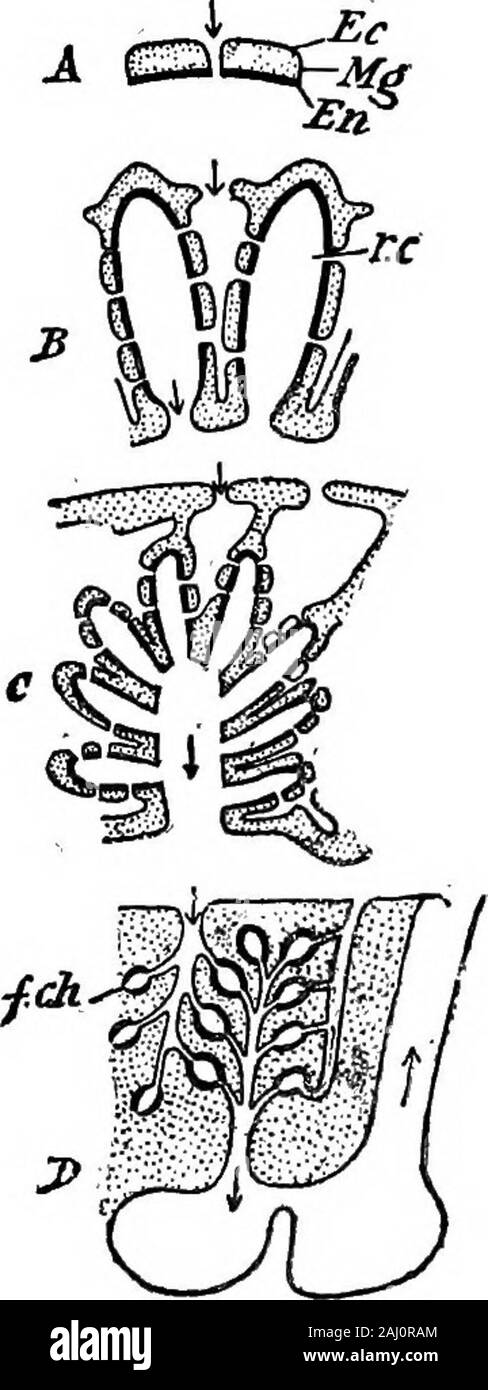 Contorni di zoologia . inalante canali,flagellano chambers, agastrula formando in themesogloea, ecc. Struttura di spugne. 127 facilmente e bene. Come le piante, essi formano le gemme, l'eccedenza outcomeof nutrimento. Questi germogli, simili alle ventose ofa rose-bush, spesso ac-cudiero alcuni apparentindependence, e- thesponge somiglia manyvases, non come uno.Inoltre, come essi growthese gemme potrebbero fusibile,come i rami di atree legata strettamente al-gether. In tal modo il struc-ture diventa più in-tricate. ib) In simplesponge la cavità di thevase è completamente linedby il collare flagellatecells {Ascon tipo). Butthe in Foto Stock