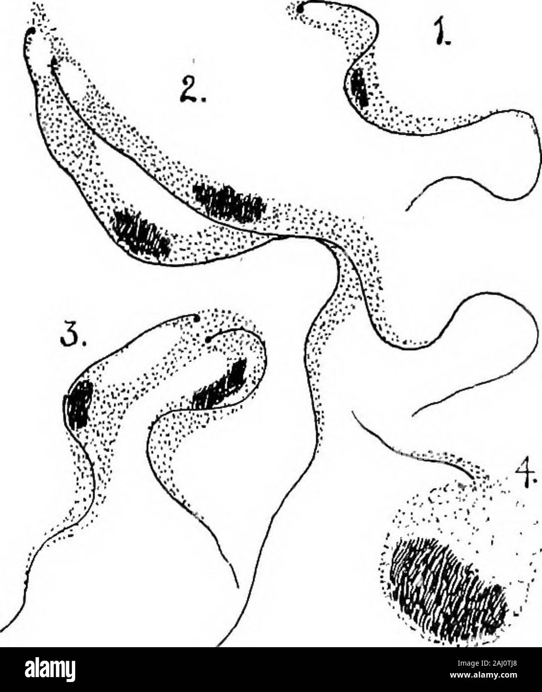 Contorni di zoologia . ses, bovini,cammelli e altri animali domestici in entrambe il oldand nuovi mondi. Trypanosoma gambiense (Fig. 54) isthe parassita causando la fatale malattia del sonno, un humandisease diffusi da mosca tse-tse, Glossina palpalis, inAfrica (Fig. 53). In formato completamente Trypanosome, theflagellum viene espansa in un membranewhich ondulata si estende verso il basso il bordo della cella. In thismembrane vi sono otto sottili filetti contrattile ormyonemes, che sono collegati alla estremità inferiore conun nucleo modificato chiamato blepharoplast. La so- protozoi e malattia. 121 denominato Leishman-Do Foto Stock