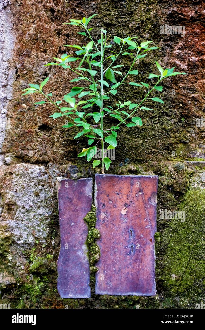 Piccola pianta che cresce su un vecchio muro Foto Stock