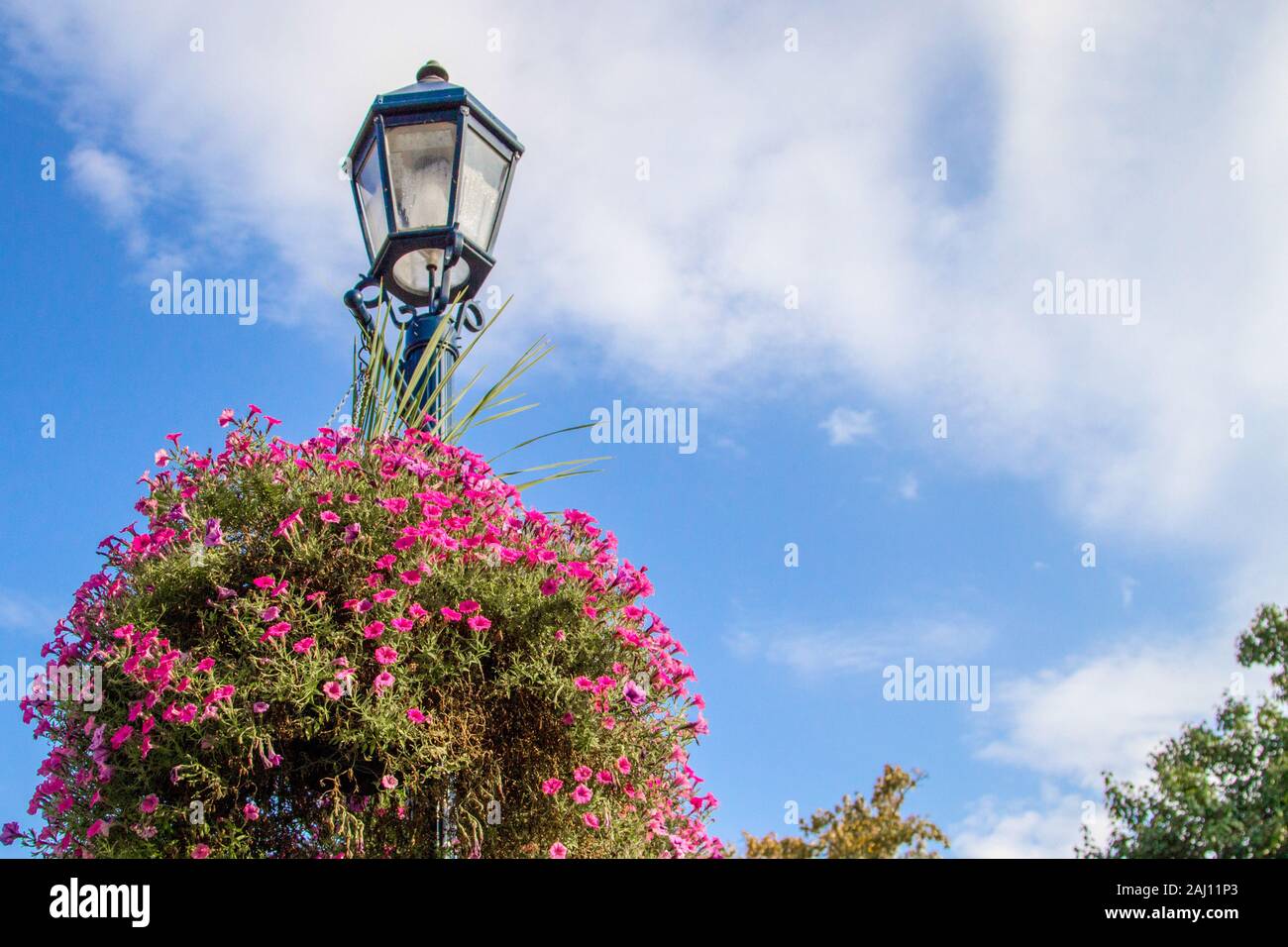 Lampada tradizionale Post. In vecchio stile lampione con un grande cesto pensile di lussureggianti nelle petunie rosa Foto Stock