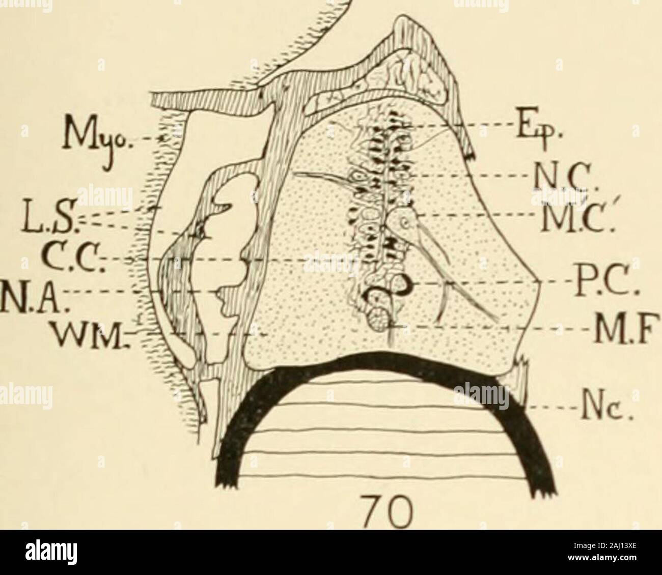 Journal of Comparative neurology . La migrazione del crestcells neurale del midollo è stata la principale causa del diradamento della piastra del tetto delcarrello rombiche cervello. X 70. (Continua a pagina 11f) Abbreviazioni Aud.V., uditivo o vescicola otocyst M.L., strato di mantello B.V., vaso sanguigno Myo., myotomes C.C, canale centrale o il calco delle stesse N.A., membranosa arco neurale C.C.C., central canal chiusura, causato N.C., di cellule nervose dalla fusione delle piastre laterali A^c, notochord Ep., ependyma P.O., pigmentata o cellule dell'occhio di Amphi- Ep.N., strato di nuclei le cellule ependimali oxus P.P., la piastra a pavimento del sistema nervoso centrale R.Ex. Foto Stock