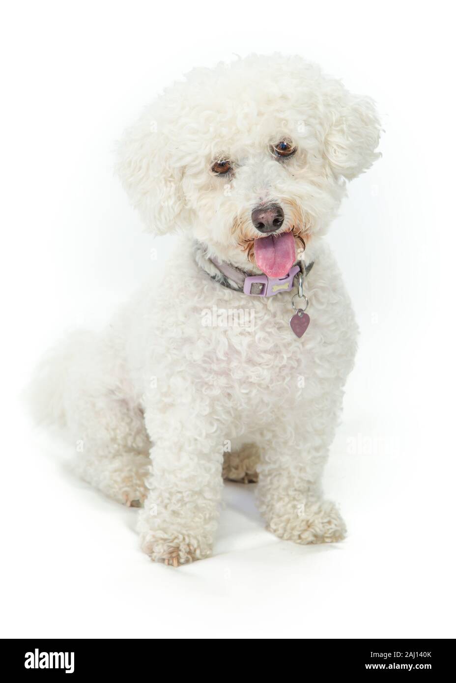 Bichon Frise Dog sitter & Posa su sfondo bianco Foto Stock