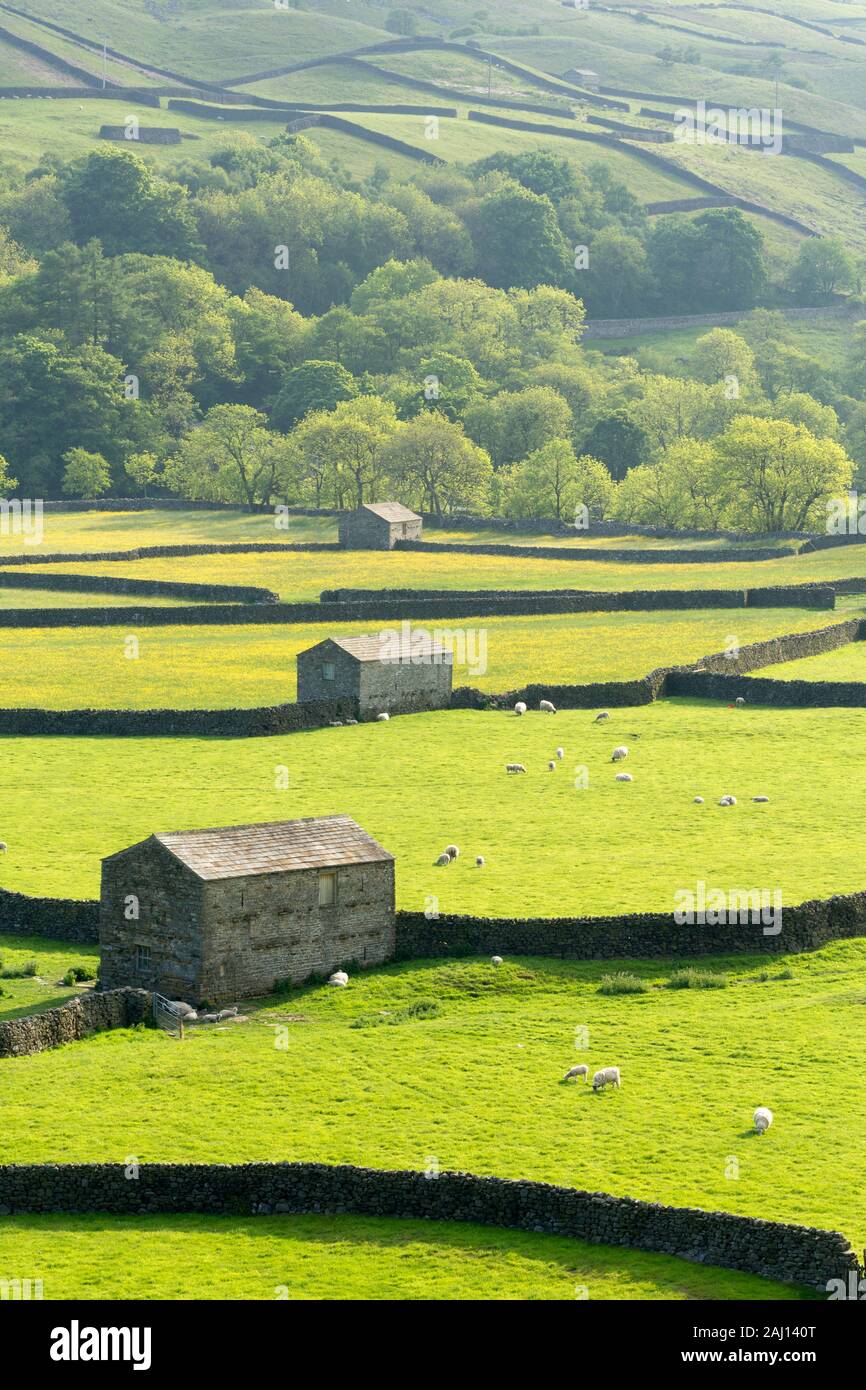 Dales fuori granai del bestiame e muri in pietra a secco al villaggio Gunnerside in Swaledale centrale, le valli dello Yorkshire, Inghilterra. Foto Stock