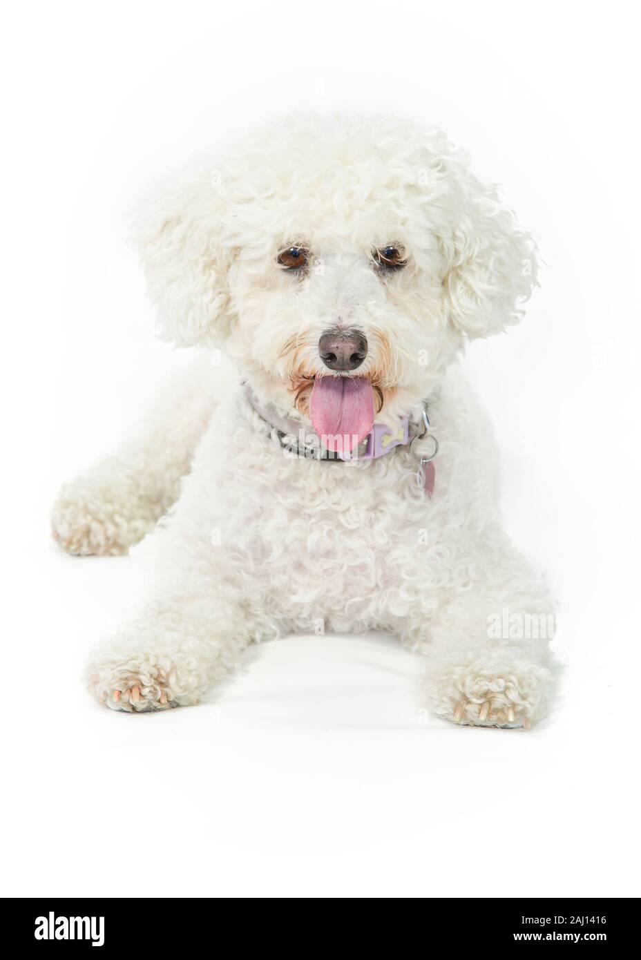 Bichon Frise Dog sitter & Posa su sfondo bianco Foto Stock