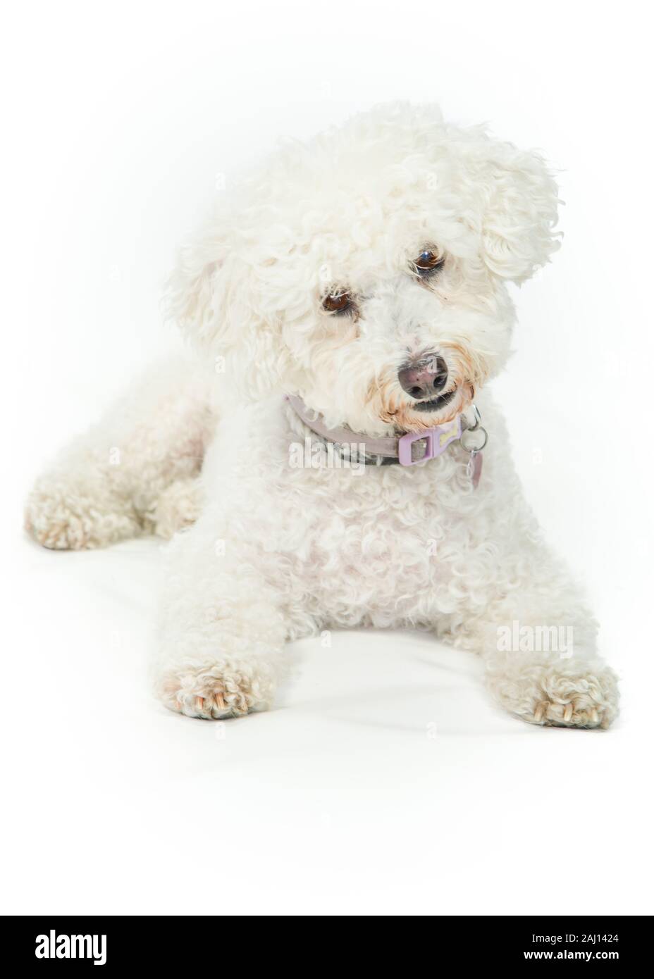 Bichon Frise Dog sitter & Posa su sfondo bianco Foto Stock