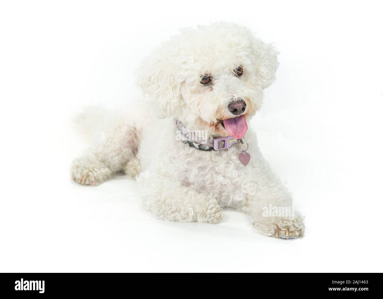 Bichon Frise Dog sitter & Posa su sfondo bianco Foto Stock
