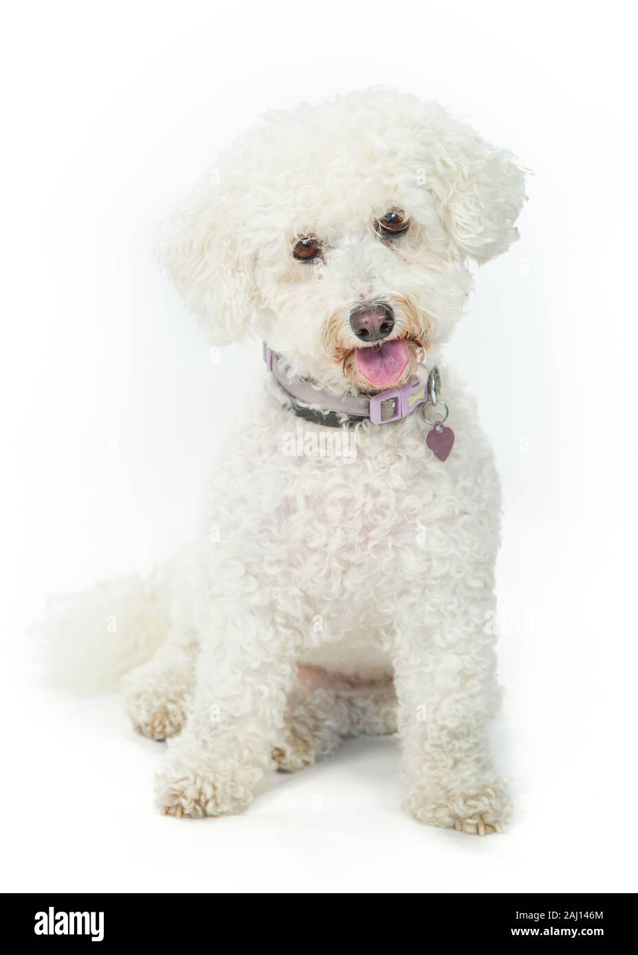 Bichon Frise Dog sitter & Posa su sfondo bianco Foto Stock