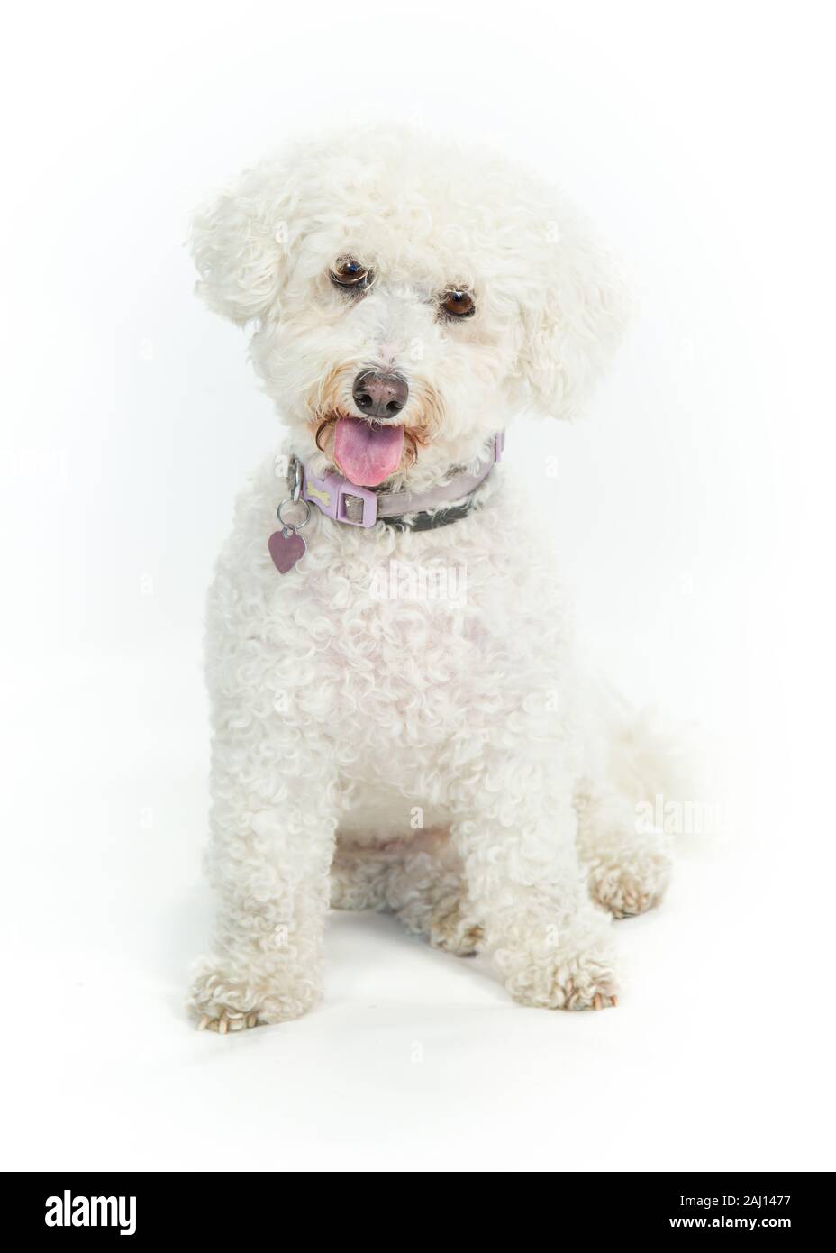 Bichon Frise Dog sitter & Posa su sfondo bianco Foto Stock
