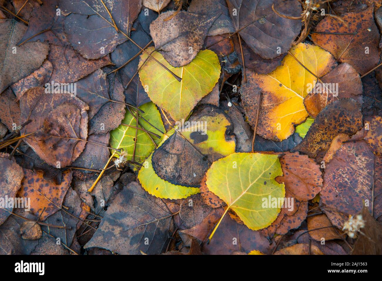 Foglie di autunno. Foto Stock