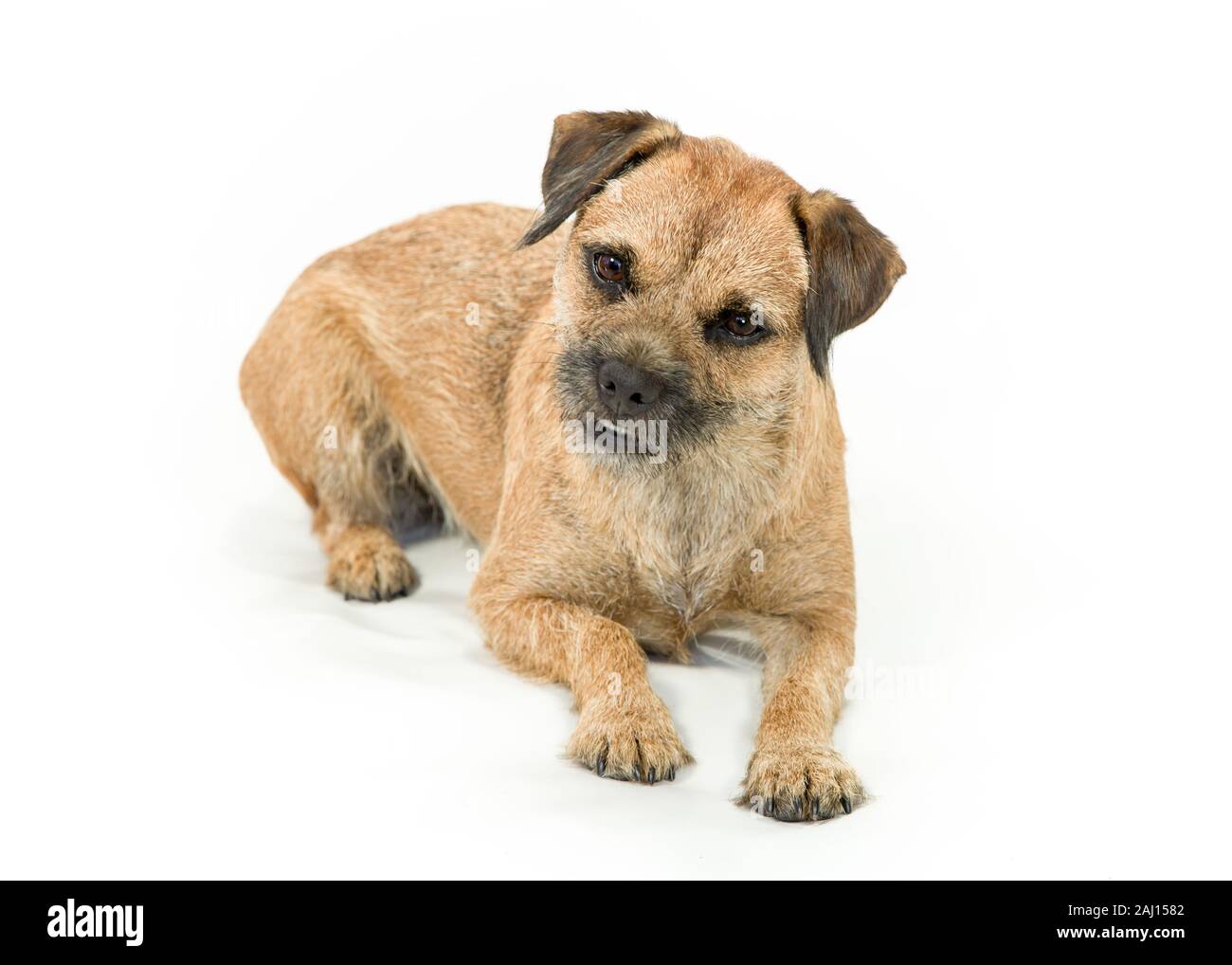 Border Terrier Dog sitter & Posa su sfondo bianco Foto Stock