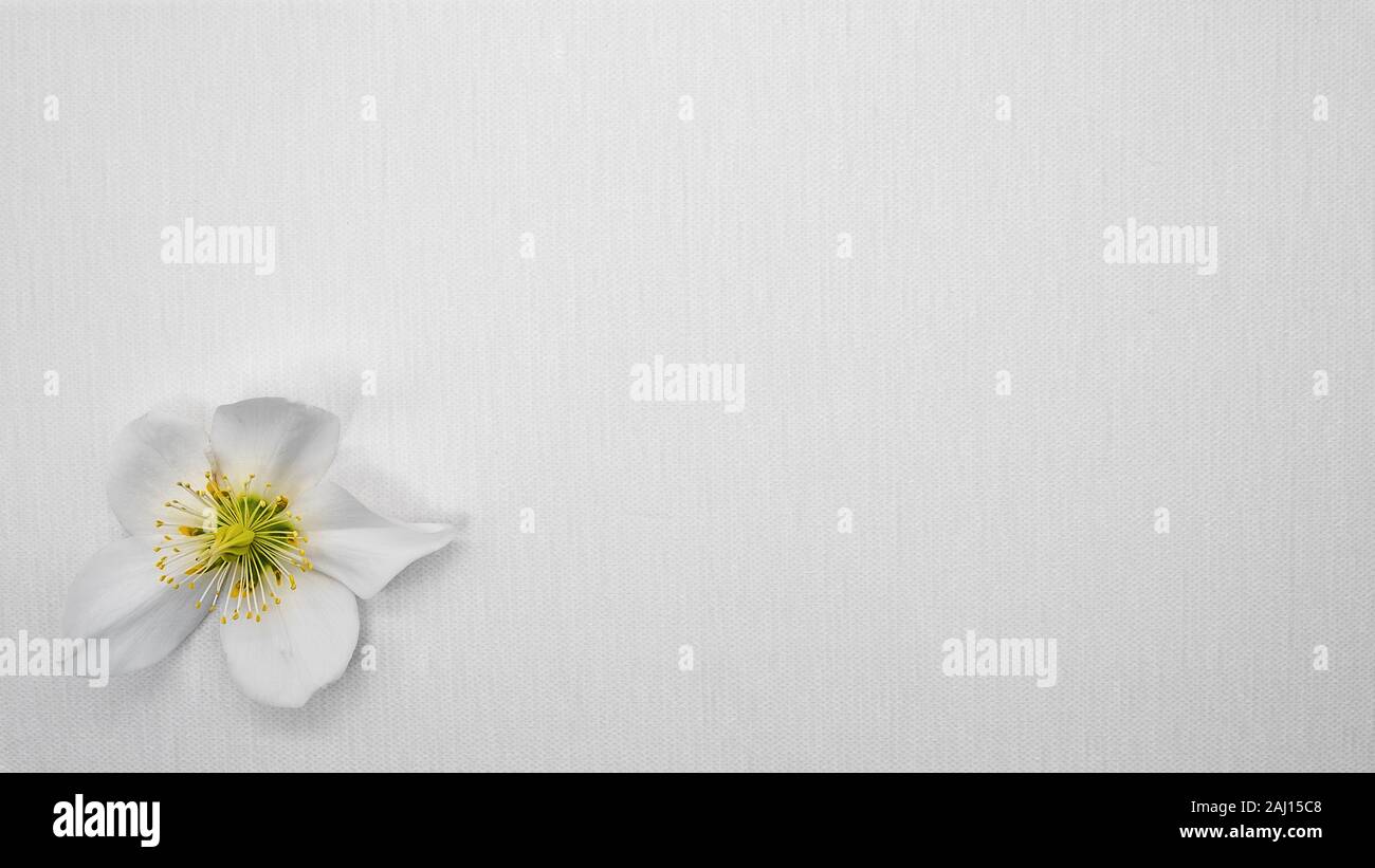 Fiore di un cristiano rose, Helleborus niger, sulla tela bianca Foto Stock
