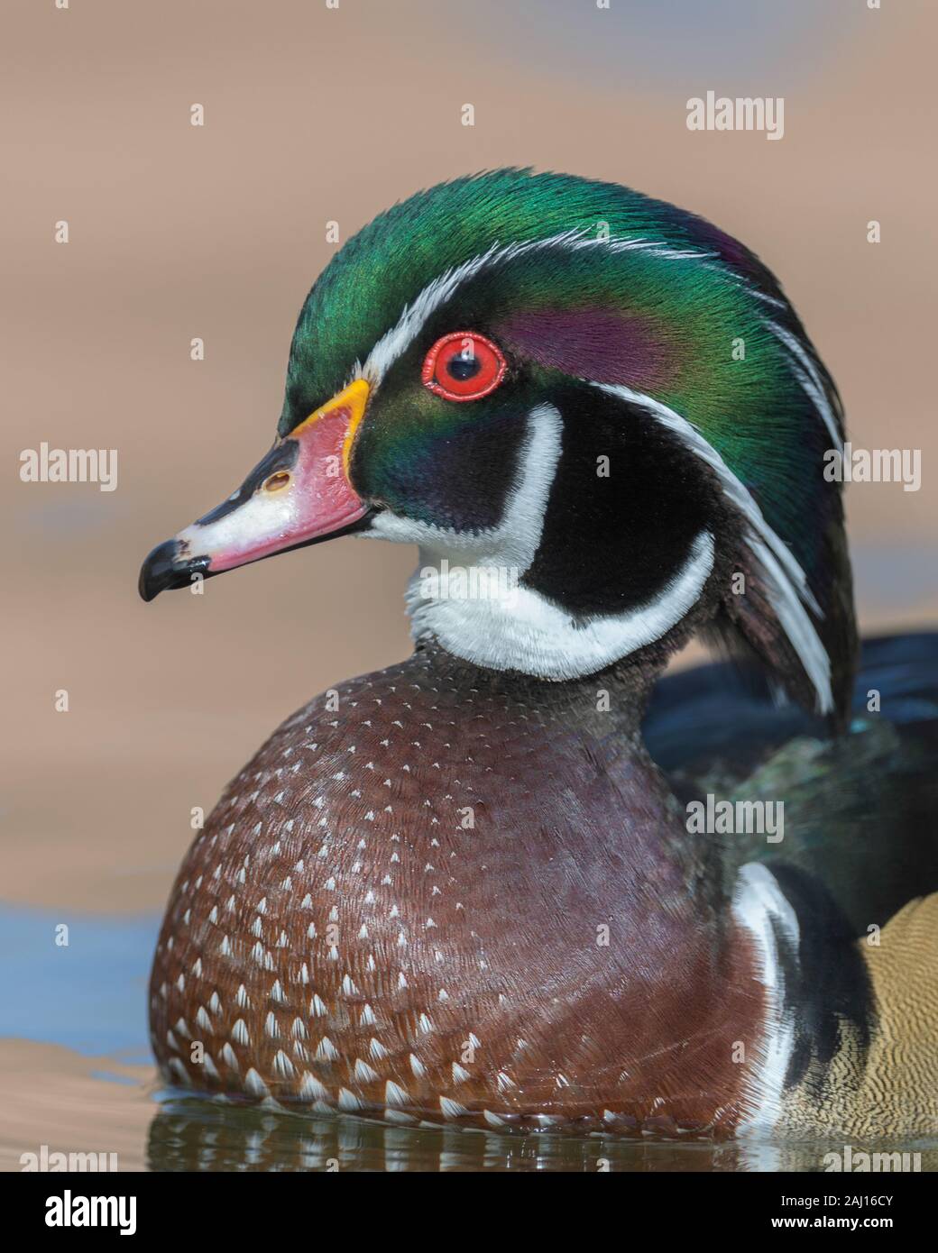 Colorate legno maschio duck closeup ritratto sul laghetto di calma Foto Stock