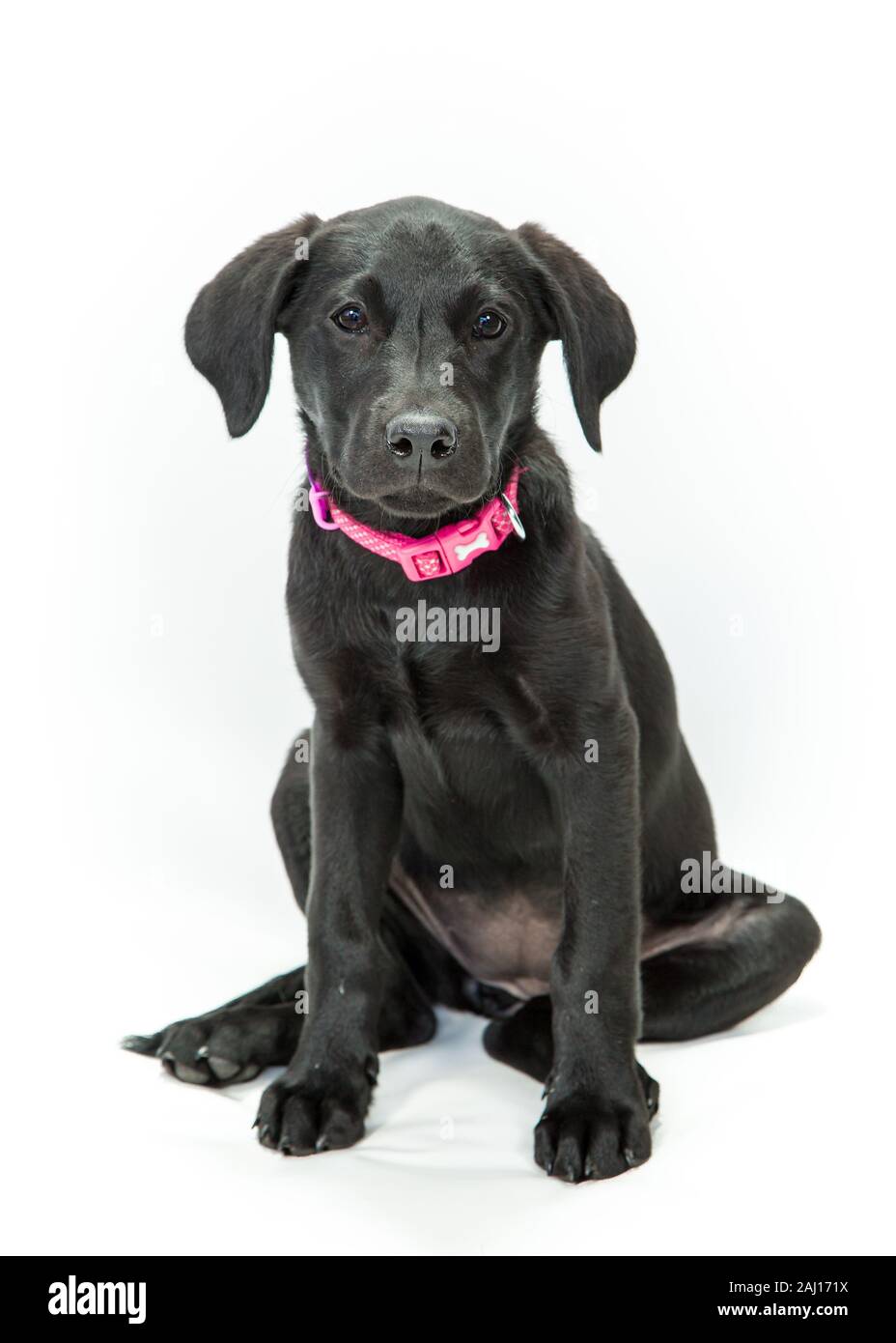 Il Labrador nero cucciolo di cane seduto contro uno sfondo bianco Foto Stock