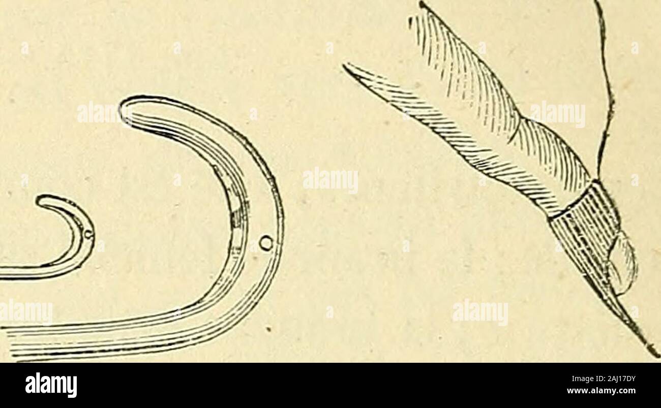 Arsenal de la chirurgie contemporaine : descrizione, modalità d'Emploi et appréciation des appareils et instruments en usage pour le diagnostic et le traitement des maladies chirurgicales, l'orthopédie, la prothése, les opérations simples, générales, spéciales et obstétricales . Fie. 1710. - Ciseaux de Siebold. Les ciseaux-pinces (fig. 1716), anela de neuf à dix pouces, sont recour(t) 0. Grady, Dublino médical premere, 20 août 1851. 966 strumenti. béssur les lames et ont les branches enferme dS romain; les pointes sontmousses. On peut aussi recourir au polypotome de Simpson (1). Cet strumento(fig Foto Stock