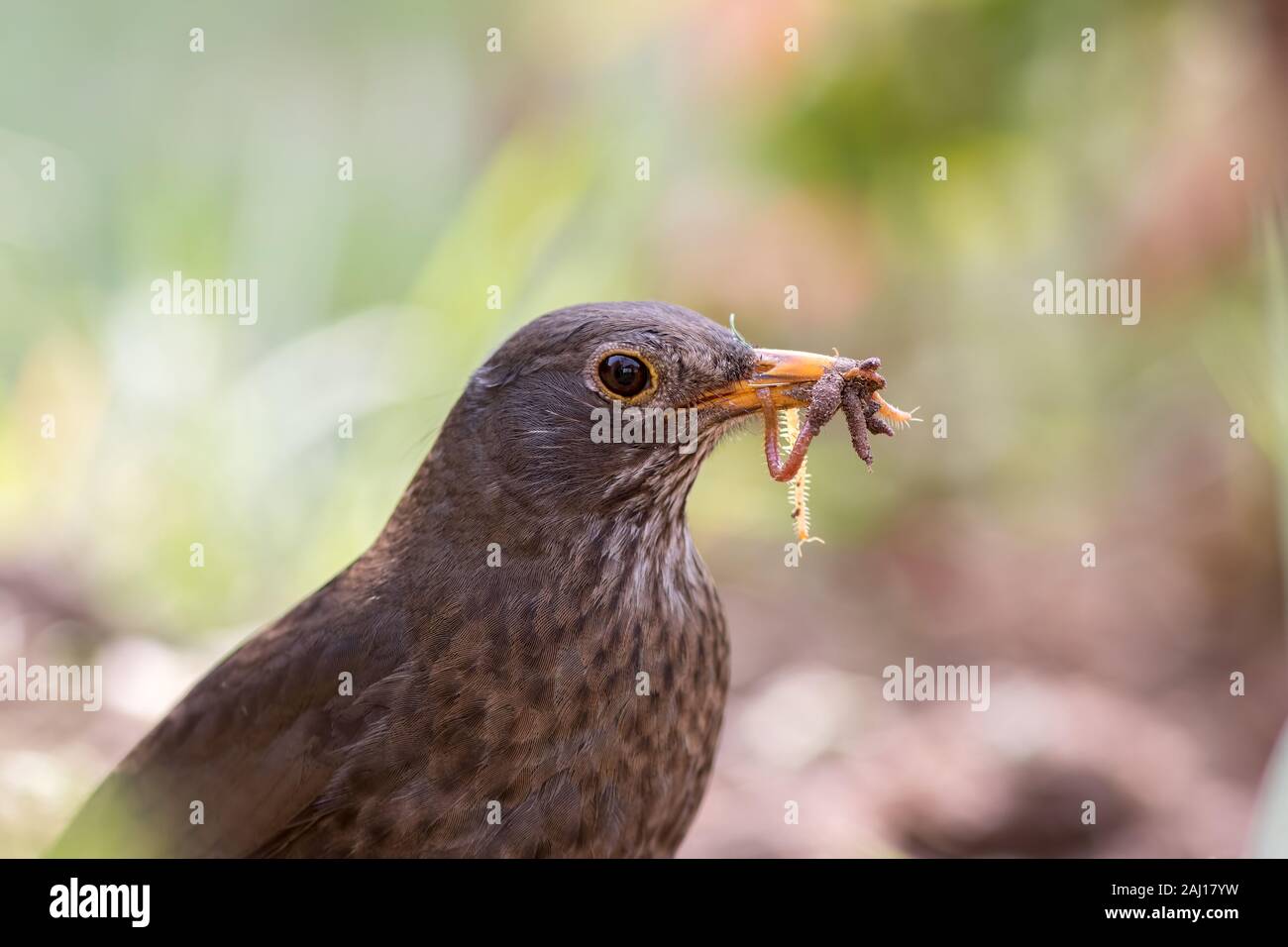 Merlo femmina (Turdus merula). Giardino con uccello becco piena di insetti e vermi. Close-up di foraggio animale riproduttore la raccolta di cibo. Foto Stock