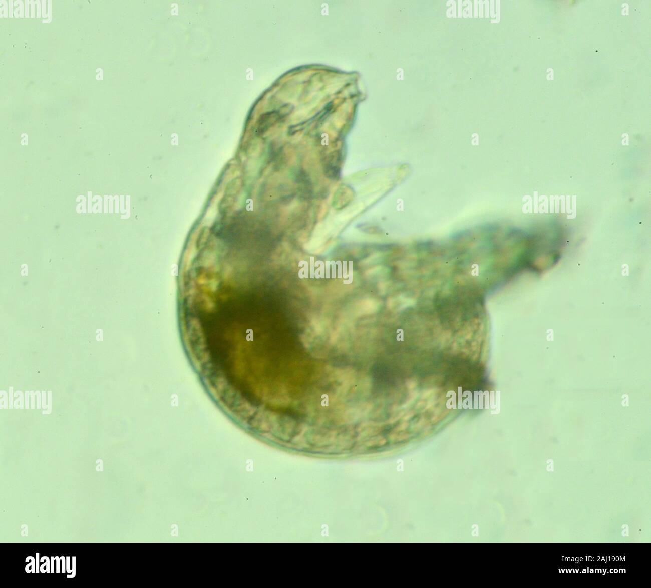 Tardigrades, colloquialmente, acqua orsi, moss suinetti, MOSS, micro-animali, microscopio scienziati Foto Stock