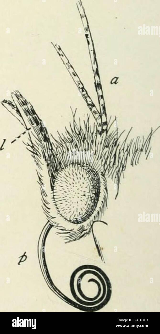 Entomologia : con particolare riferimento alla sua attività biologica e gli aspetti economici . alpi; un• hypopharvnx è presente. Testa di una falena sphingid, Phlegcthontius . se.rta. a, antenna; c, clypeus; e, occhio; /, labrum; -&gt;- 116 SUCKUlg apparato, m. mandibola; p, pilifer; pr, proboscide. ^g dcSCribcd bv BurgCSS. è essenzialmente simile a quella dei ditteri. Cinque muscoli, originatingat il cranio e inserito sulla Fig. 52. La parete di una lampadina faringea, serveto dilatare il bulbo che può suckin fluidi, mentre numerosi circularmuscles servire da parti suc-cessively a spremere il contentsof la lampadina indietro nello stoma Foto Stock