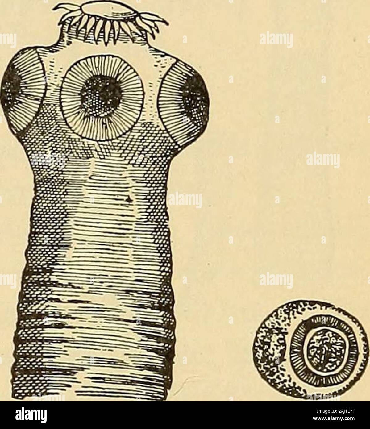 I metodi diagnostici, chimici e batteriologici microscopiche : un libro di testo per studenti e professionisti . hows distinte linee radianti. Theseeggs sono solitamente di un colore bruno e può mostrare sul loro interno thebooklets dell'embrione. Questo parassita nel suo stadio adulto è praticamente limitata al piccolo uomo intestineof, mentre la forma larvale è stato riscontrato in suini, scimmie, cani, ecc. è stato dimostrato che la cucina accurata e prolungato e approfondito eessiccare salatura della carne distruggerà la vitalità del cysticercus cellulosae siano. Itis, pertanto, pianura che le carni dovrebbero essere più o Foto Stock