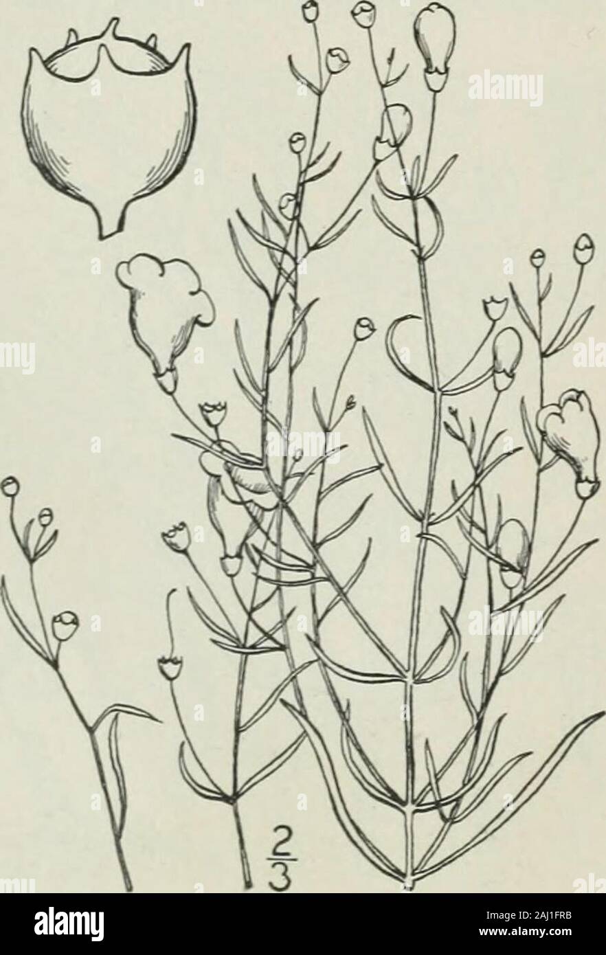 Una flora illustrata del nord degli Stati Uniti, il Canada e la British possedimenti : da Terranova al parallelo tra il confine meridionale della Virginia e dall'Oceano Atlantico verso ovest per il 102º meridiano . elyspreading pedicels e calice stretto-denti spesso uno-mezzo come lungo come il tubo, abita il western GulfStates ed è registrata come estendendosi verso nord in Mis-souri. 10. Parvifolia Agalinis (Chapm.) Piccola.Dieci-lobate Agalinis. Fig. 3827. Gerardia parvifolia Chapm. Fl. S. U. S. 300. i860. Gerardia decemloba Greene, Pittonia 4: 51. 1899. Annuale, verde pallido, solitamente roughish; ste Foto Stock