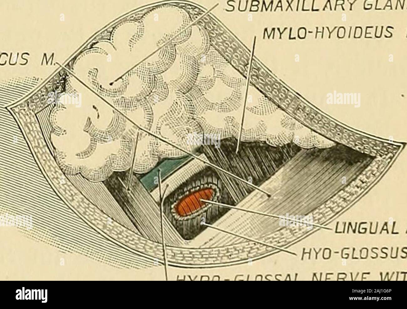 Intervento chirurgico . reatercornu del hyoid osso. Dividere il tegumento, superficiale della fascia, andplatysma, evitando attentamente le vene superficiali; sever la fascia profonda andpull verso l'alto la ghiandola sottomascellari, quando il ventre posteriore del digastricwill entrano in vista, come sarà anche il bordo posteriore della stylo-hyoid muscolo,l'mylo - muscolo hyoid,ed il nervo ipoglosso,accompagnato solitamente dail vena linguale (Fig.230). Attentamente il triangolo outlinethe davanti agli uomini-ziona ; pizzicare la fi-ber del hyoglossus,e li dividono midwaybetween il hyoid boneand il nervo, quando sarà theartery Foto Stock
