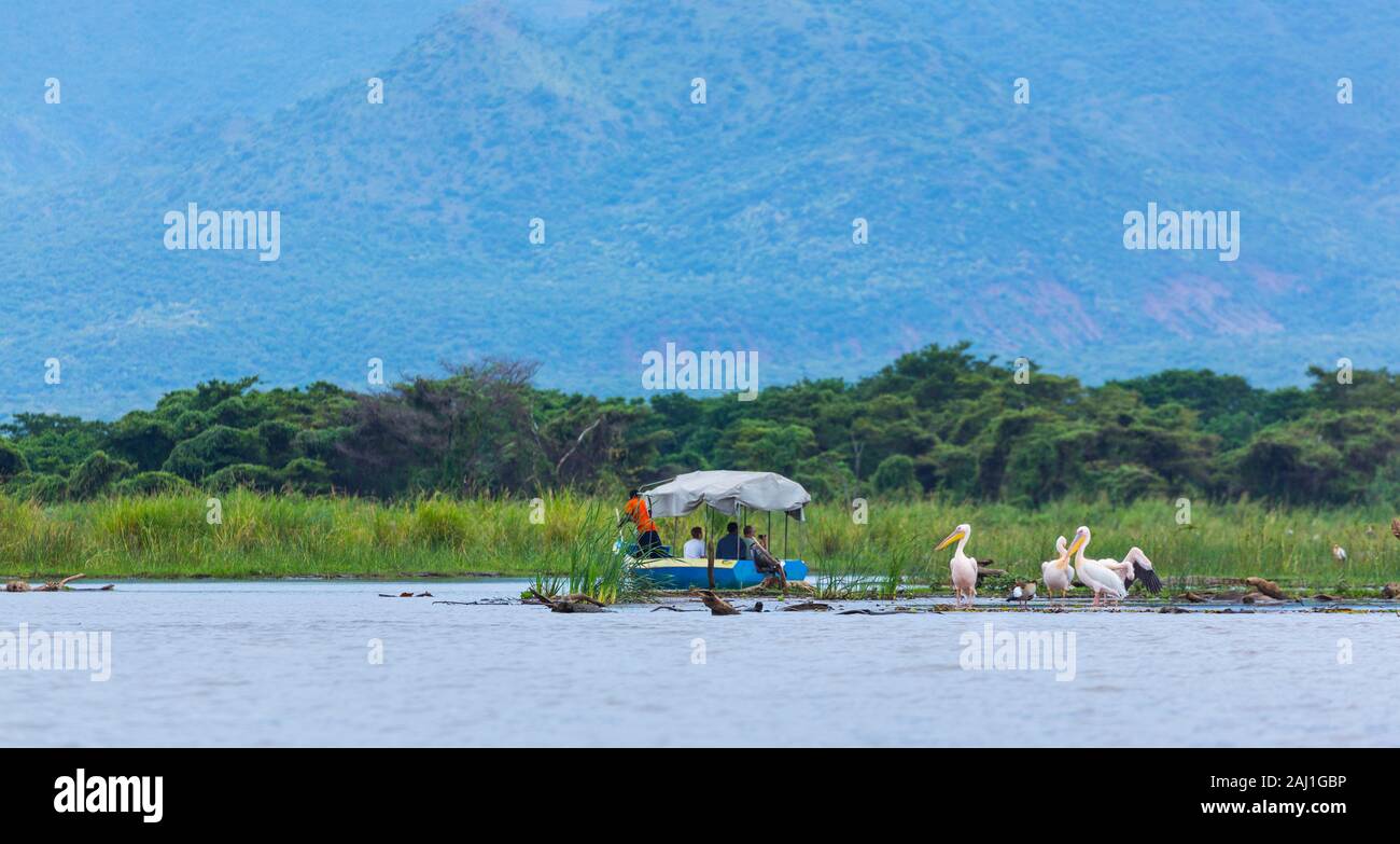 WHITE PELICAN, Chamo lake, Naciones, Etiopia, Africa Foto Stock