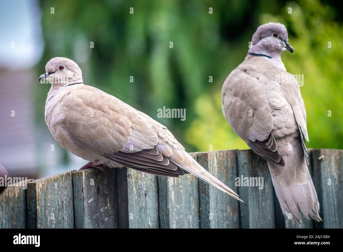 Un paio di colombe in appoggio sulla riga Foto Stock