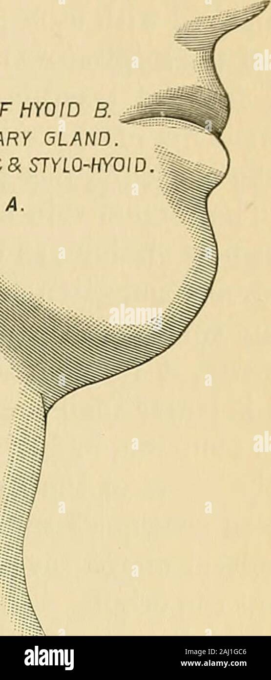 Intervento chirurgico . iT.CAROTIDE A.FACIAL A. GRANDE CORNU DI HYOID BSUBMAXILLARY 6LAN0DIGASTRIC & SlYLO-HYOID. Ungueali A. SOTTOMASCELLARI PREMISTOPPA.MYLO-HYOIDEUS M, DIGASTRICO M Fig. 229.-legatura dell'arteria linguale. La prima e la seconda situazione. La legatura per la terza situazione.-La terza situazione oftencalled è il luogo di elezione. Fare una incisione trasversalmente due incheslong, concavità verso l'alto, e il suo centro appena entro la metà del greatercornu del hyoid osso. Dividere il tegumento, superficiale della fascia, andplatysma, evitando attentamente le vene superficiali; sever la fascia profonda andpull u Foto Stock