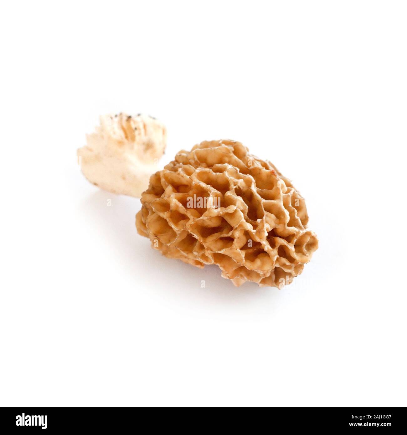 Morel fungo isolato su sfondo bianco Foto Stock