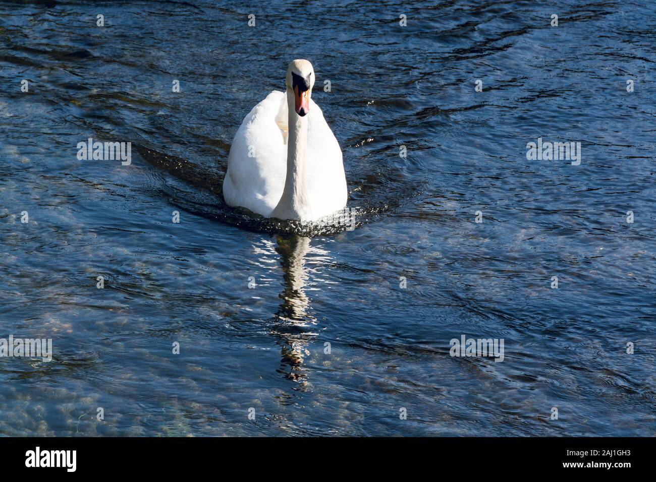 Un cigno che nuota in acque poco profonde nelle giornate di sole in primavera Foto Stock
