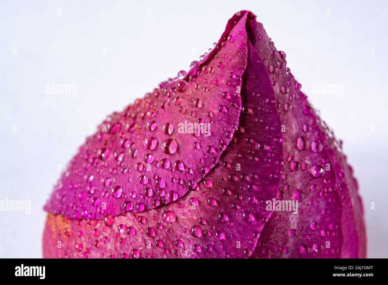 Chiuso bocciolo di rosa coperti con gocce d'acqua - primo piano Foto Stock