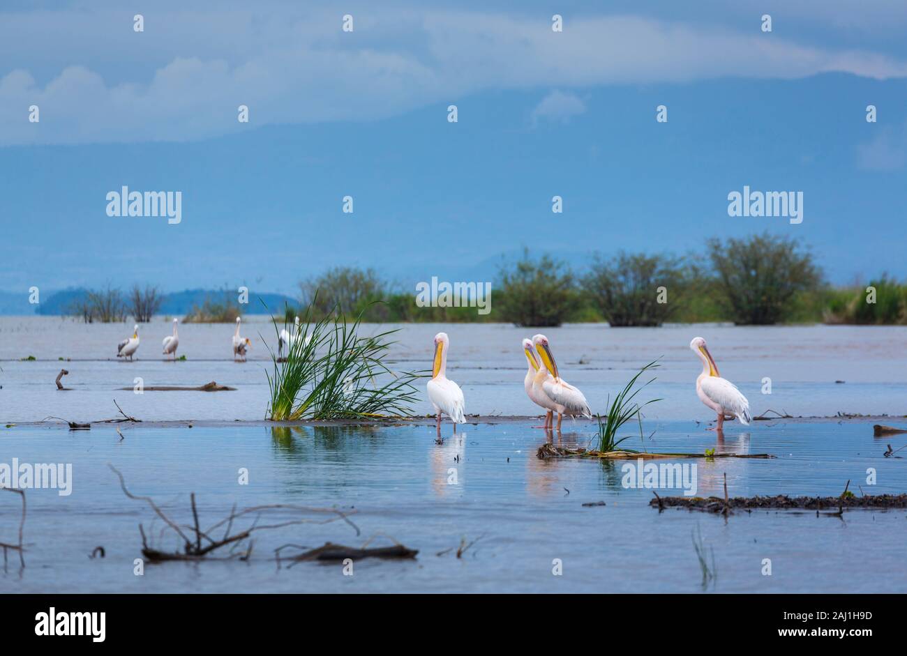 WHITE PELICAN, Chamo lake, Naciones, Etiopia, Africa Foto Stock