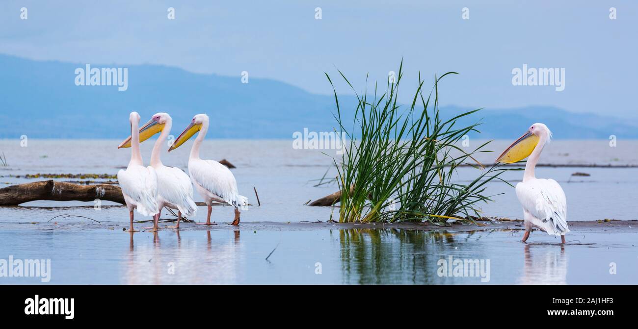 WHITE PELICAN, Chamo lake, Naciones, Etiopia, Africa Foto Stock