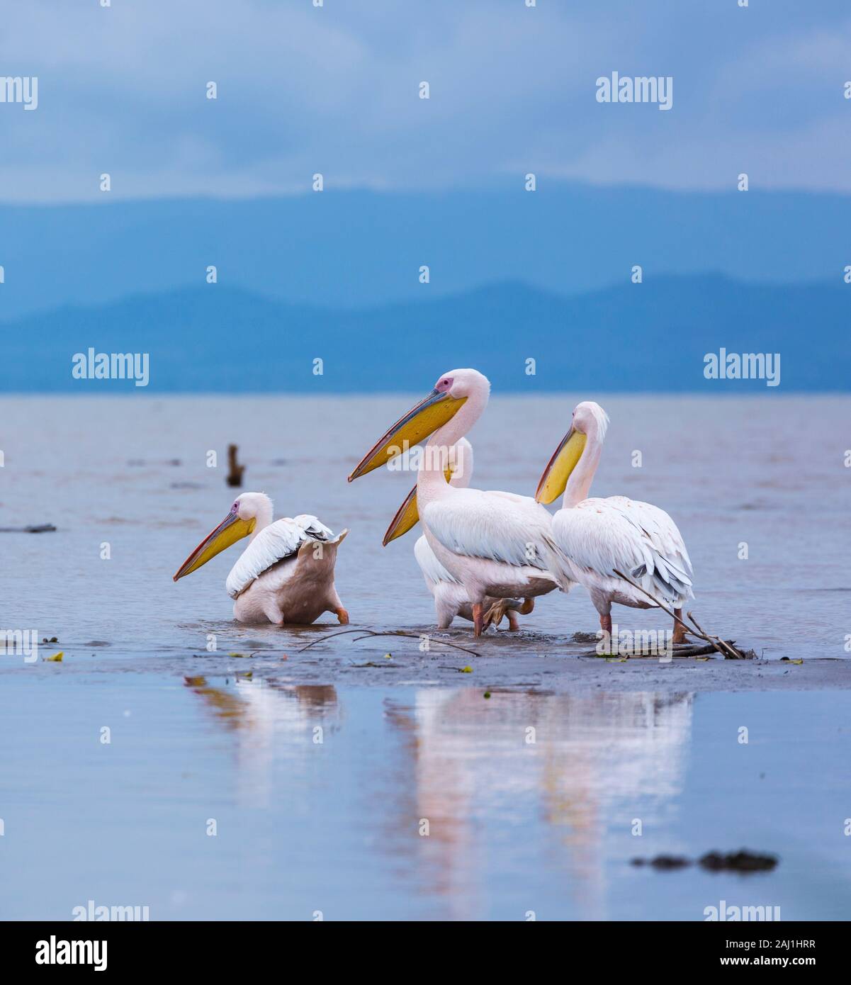 WHITE PELICAN, Chamo lake, Naciones, Etiopia, Africa Foto Stock