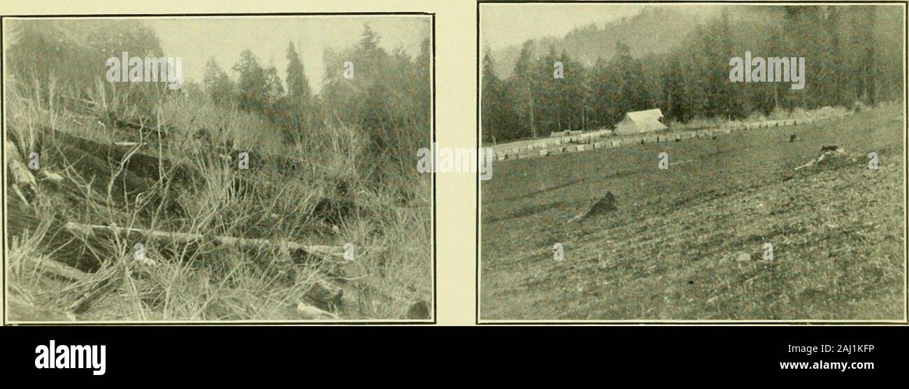 L'angora e mohair industria nel nord-ovest; anche un report completo e la procedura del nord-ovest capre angora Association tenutosi a Portland, Oregon, Gennaio 4-7, 1911 . yotes.ho anche perso il mio primo full-sangue buck kid che modo,ma non sono scoraggiati, perché esso è il mohair Iam dopo principalmente e trovo che a priceof mohair questo anno ho solo per ottenere uno poundextra su 36 pile per pagare un $20.00 buck. Trovo che mangiano tutto ciò che cresce su di caprini questo anno e hanno 53 testa a sinistra di myyoungest e migliore. Ho avuto esperienze anche con i primi kidsand non mi piacciono. I dont Hke Foto Stock