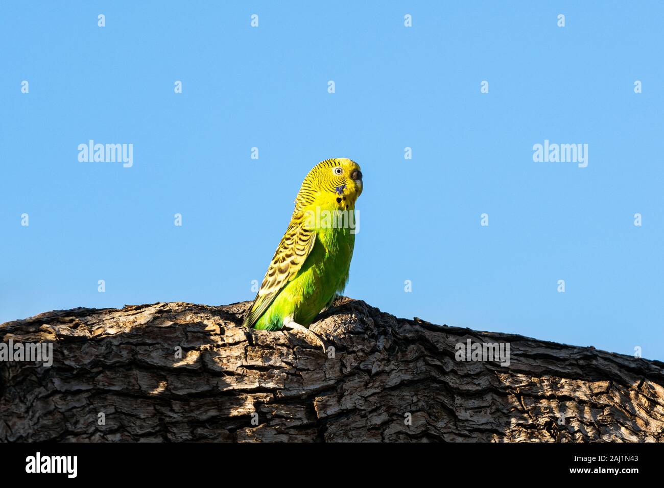 Budgerigar seduti sulla cava se il suo nido. Foto Stock