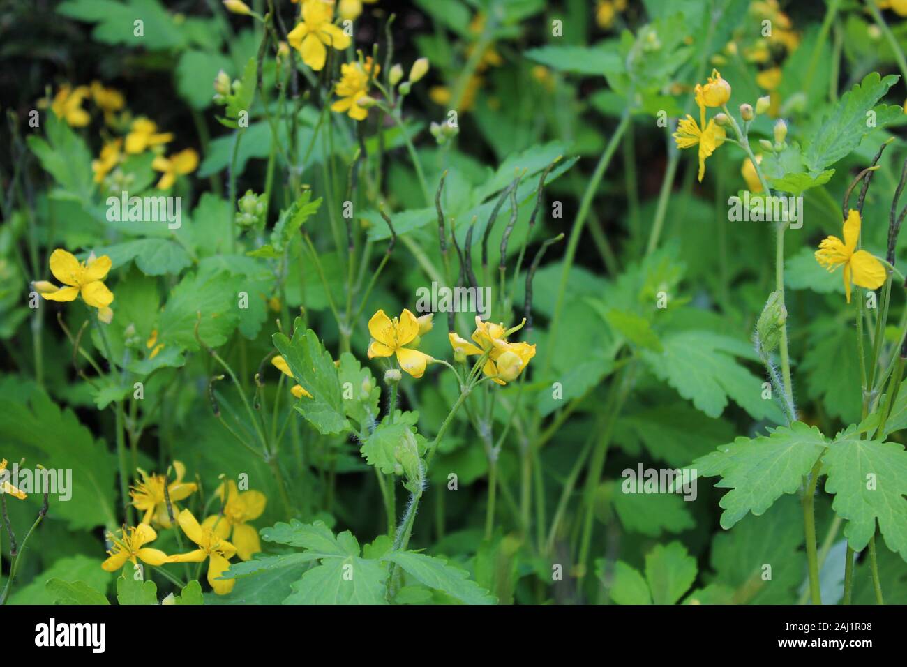 La foto mostra i comuni centaury campo in giardino Foto Stock
