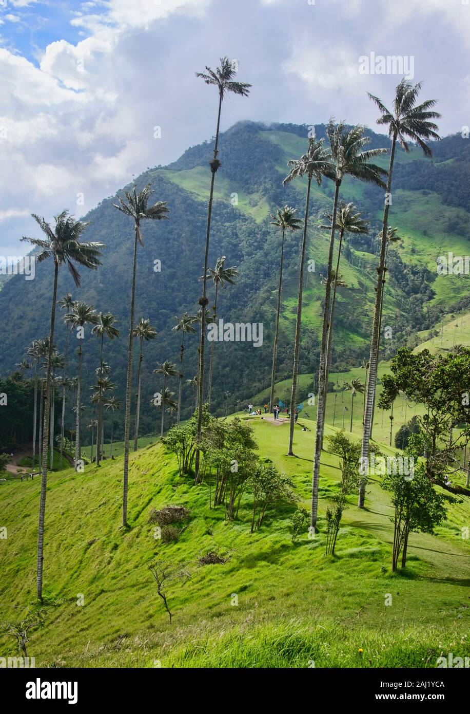 Palme da cera (Ceroxylon quindiuense) nella verde valle Cocora, Salento, Colombia Foto Stock