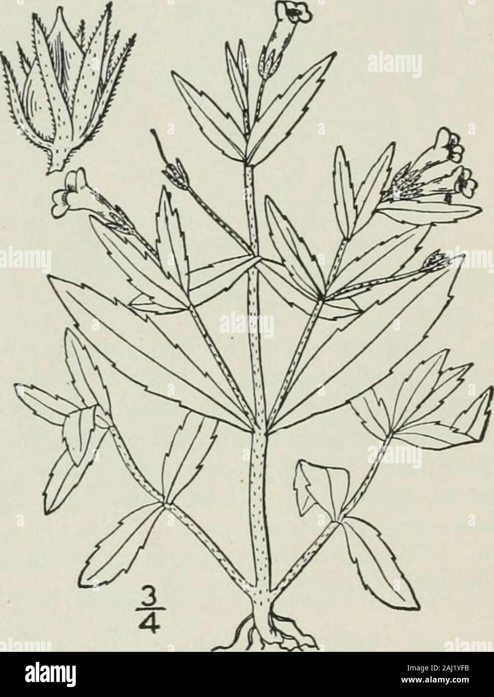 Una flora illustrata del nord degli Stati Uniti, il Canada e la British possedimenti : da Terranova al parallelo tra il confine meridionale della Virginia e dall'Oceano Atlantico verso ovest per il 102º meridiano . re, emarginate, o 2-schisi; labbro inferiore a 3 lobi. Perfetto stami 2, anteriore, pairwanting o rappresentato dai rudimenti; filamenti; filiformi antera-sac distinti, andseparated trasversale da parte di un ampio tessuto connettivo. Stile; filiformi stigma dilatato, leggermente 2-lobate. E Capsuleloculicidally septicidally dehiscent, ovoidale o globose, 4-pescante munito di valvola. Semi numerosi, longi-tudinally e trasv Foto Stock