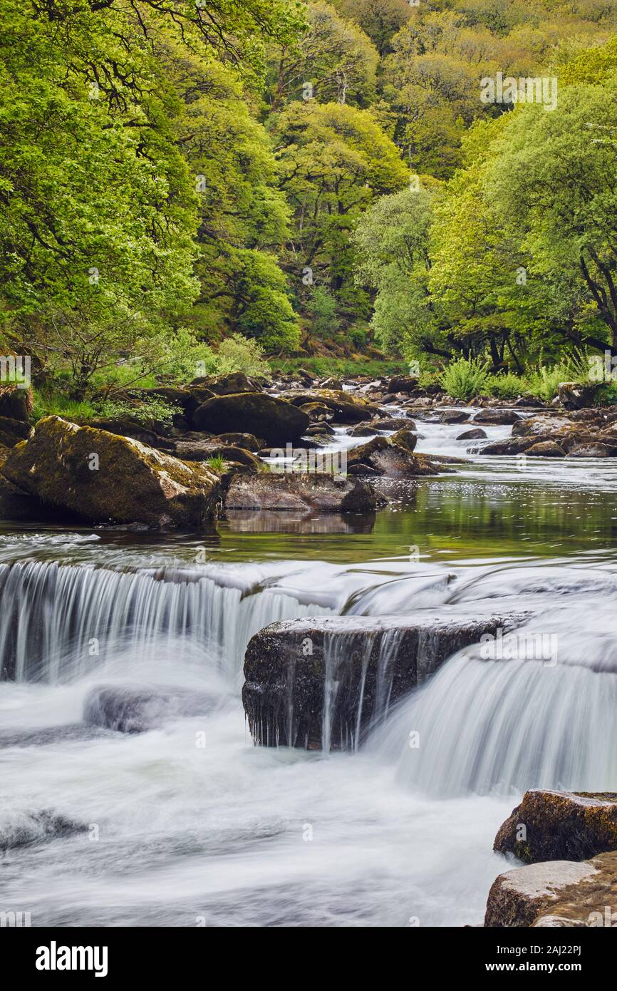 Un bosco di flusso, il fiume Dart fluente attraverso antichi boschi di quercia, nel cuore del Parco Nazionale di Dartmoor, Devon, Inghilterra, Regno Unito, Europa Foto Stock