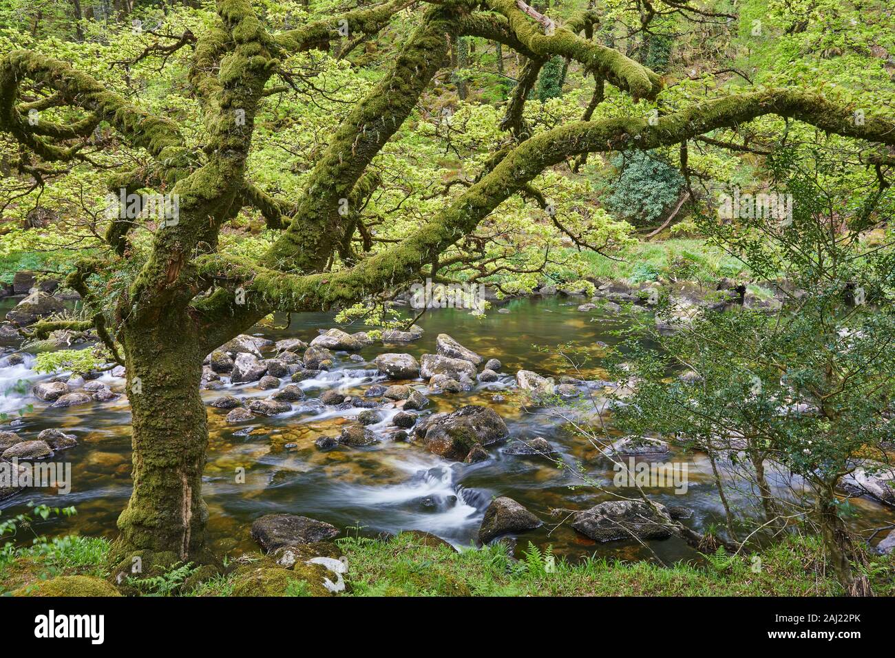 Un bosco di flusso, il fiume Dart fluente attraverso antichi boschi di quercia, nel cuore del Parco Nazionale di Dartmoor, Devon, Inghilterra, Regno Unito, Europa Foto Stock
