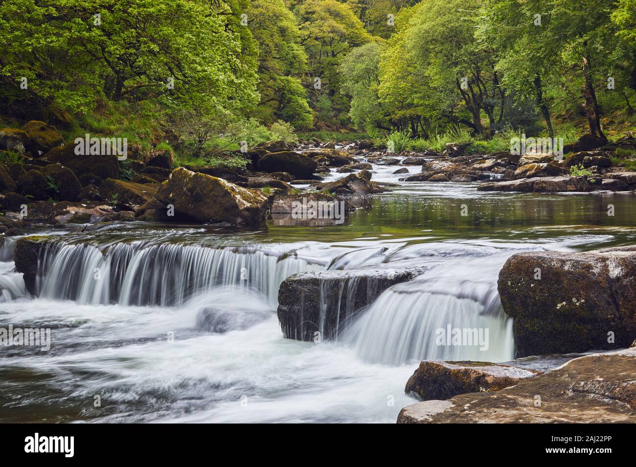 Un bosco di flusso, il fiume Dart fluente attraverso antichi boschi di quercia, nel cuore del Parco Nazionale di Dartmoor, Devon, Inghilterra, Regno Unito, Europa Foto Stock