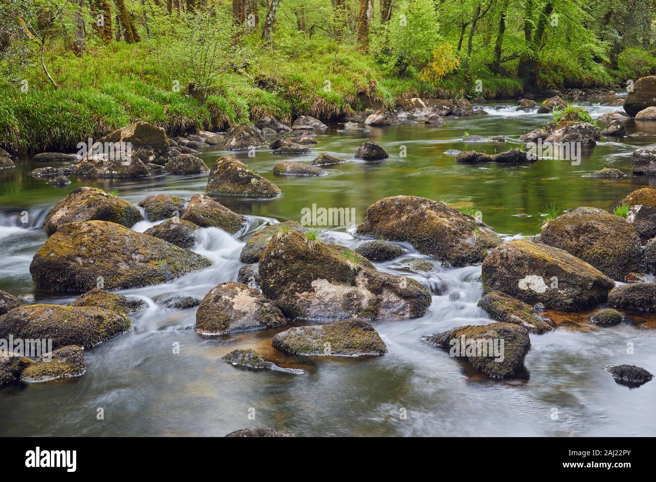 Un bosco di flusso, il fiume Dart fluente attraverso antichi boschi di quercia, nel cuore del Parco Nazionale di Dartmoor, Devon, Inghilterra, Regno Unito, Europa Foto Stock