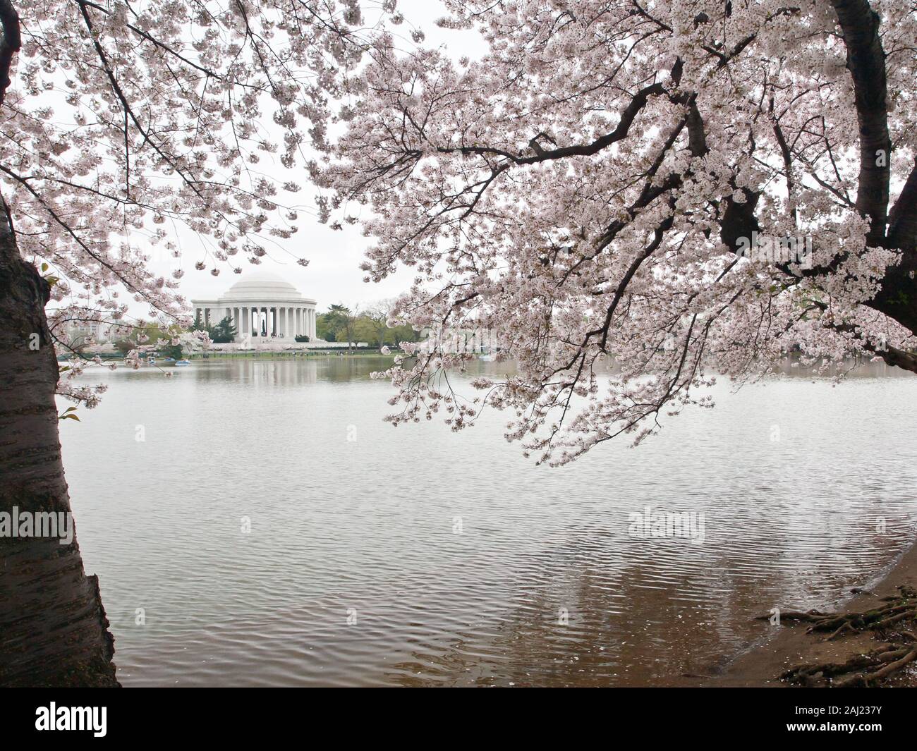 Fiori di Ciliegio, Tidal Basin e Jefferson Memorial, Washington, DC, Stati Uniti d'America, America del Nord Foto Stock