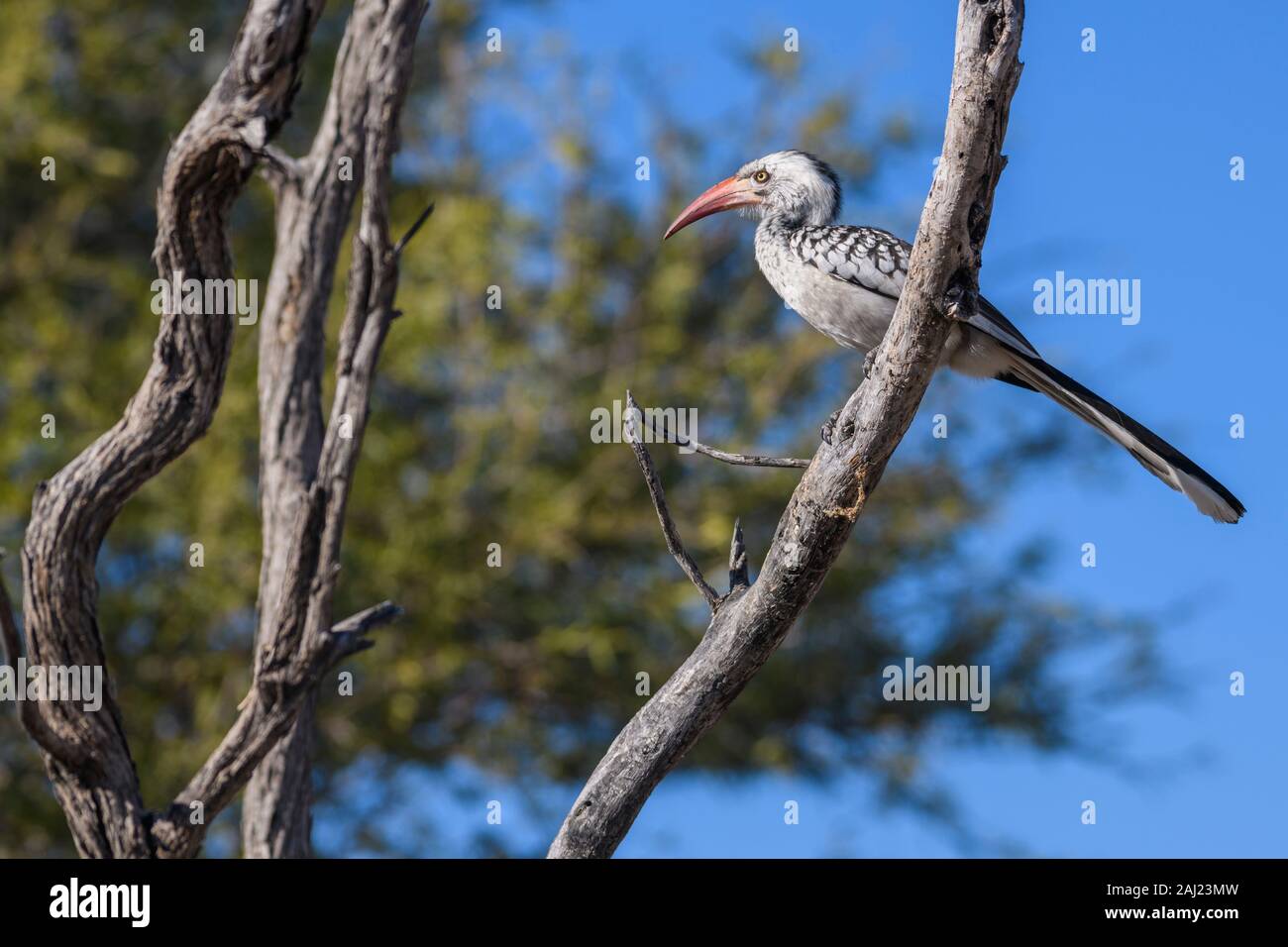 Rosso del sud-fatturati Hornbill (Tockus rufirostris), tegami di Makgadikgadi National Park, il Kalahari, Botswana, Africa Foto Stock