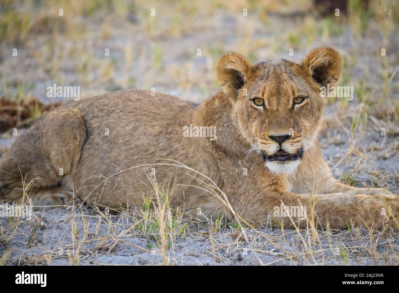 Giovani Lion cub (Panthera leo), circa 6 mesi di età, Khwai Riserva Privata, Okavango Delta, Botswana, Africa Foto Stock