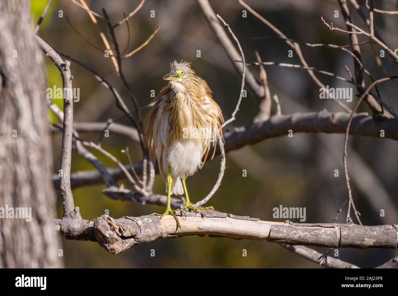 Sgarza ciuffetto (Ardeola ralloides) in una struttura ad albero, Khwai Riserva Privata, Okavango Delta, Botswana, Africa Foto Stock