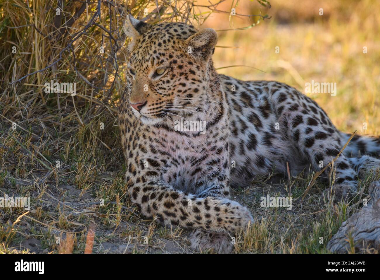 Leopard femmina (Panthera pardus) di appoggio all'ombra di un albero, pianure dei Boscimani, Okavango Delta, Botswana, Africa Foto Stock